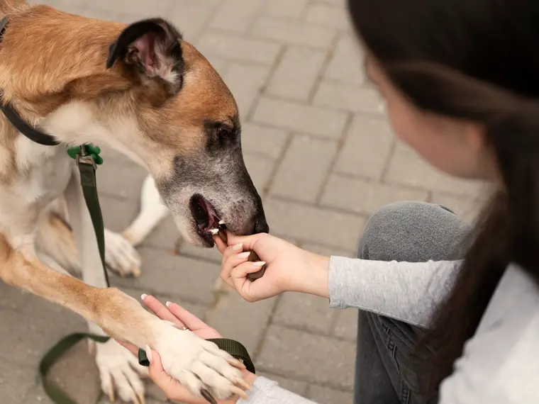 A person handling a large dog on a leash